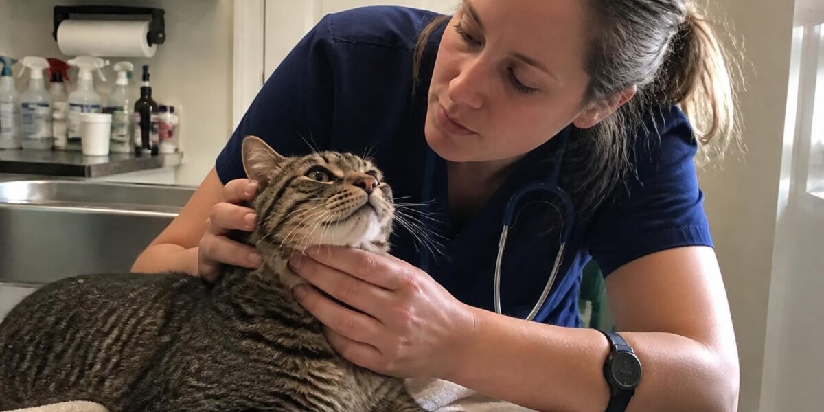 Bravecto for Cats: 2-Month Flea & Tick Protection That Lasts