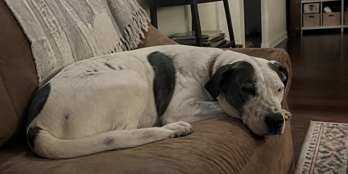 Bully Breed Rescues: AmStaffs Bullies and Beyond