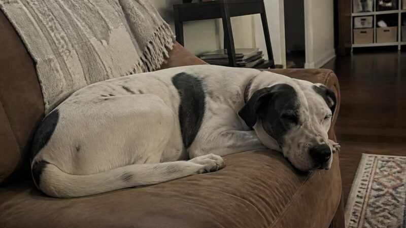 Bully Breed Rescues: AmStaffs Bullies and Beyond