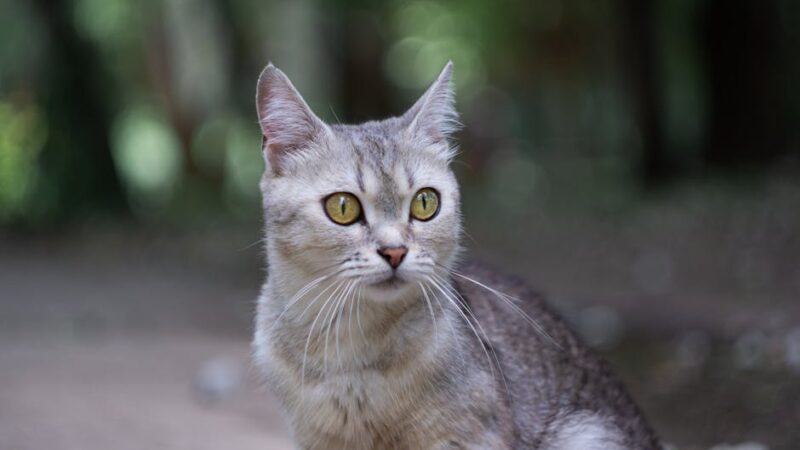 Charming Burmilla cat with striking eyes in a natural setting, capturing its elegance.