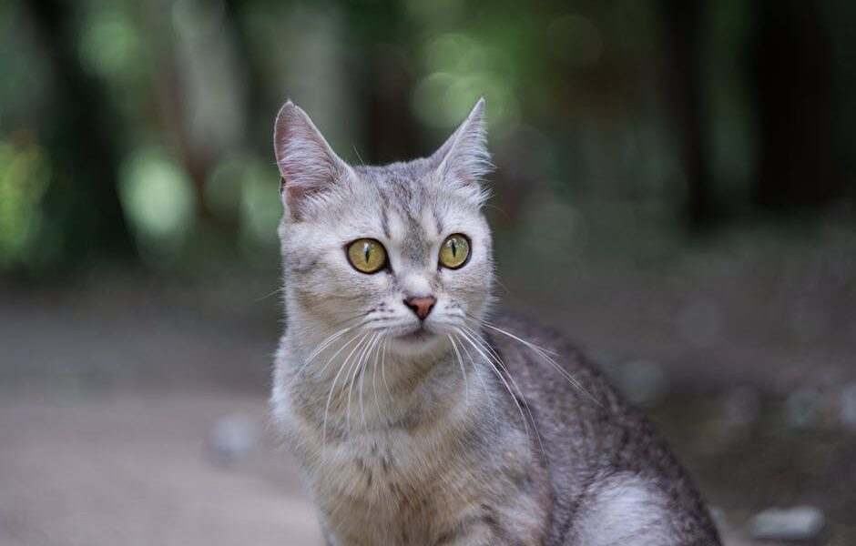 Charming Burmilla cat with striking eyes in a natural setting, capturing its elegance.