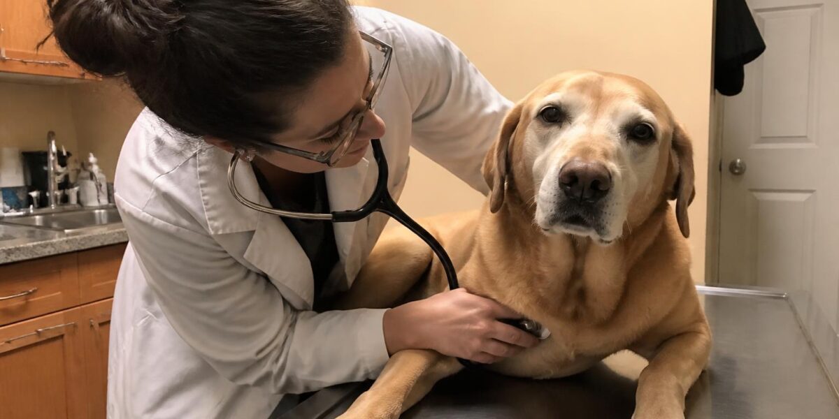 Buspirone for Dogs: Anxiolytic Behavior Medication Treatment