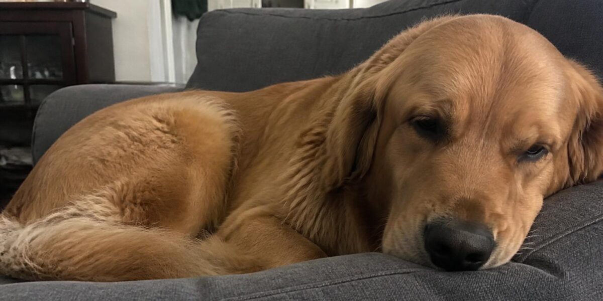 Calming Strategies for Dogs Who Panic During Thunderstorms