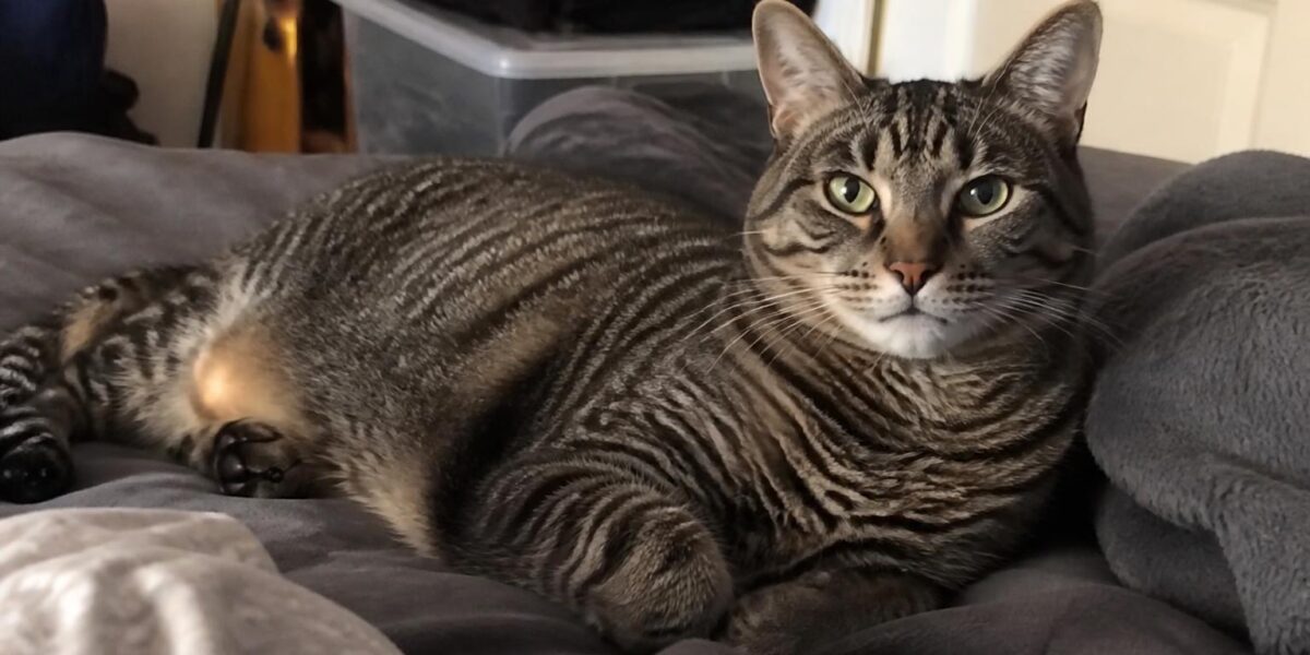 Can Cats Drink Milk? The Myth Debunked