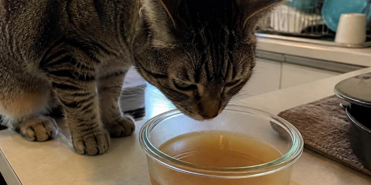 Can Cats Eat Bone Broth? A Complete Guide for Cat Owners