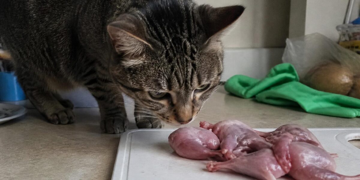 Can Cats Eat Quail Meat? Whole-Prey Bird Safety