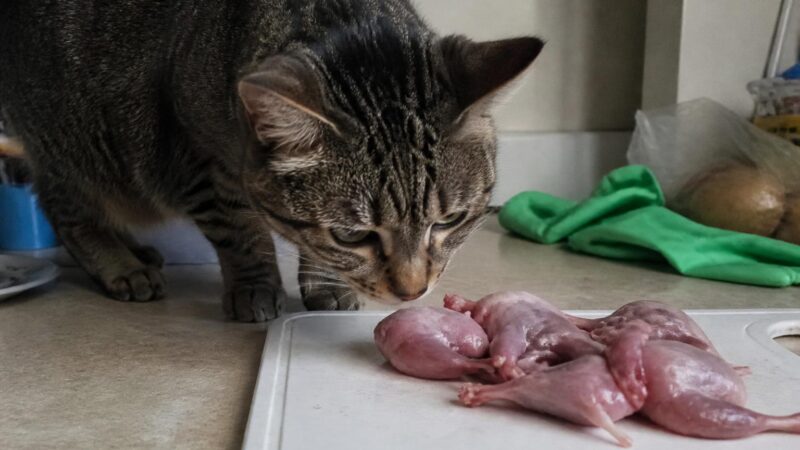 Can Cats Eat Quail Meat? Whole-Prey Bird Safety