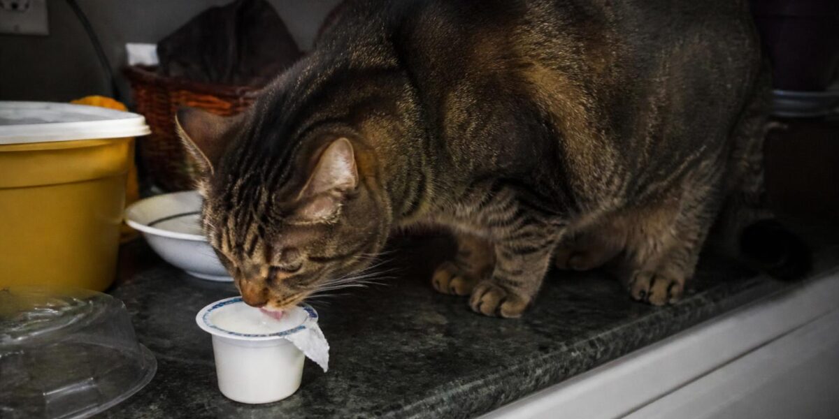 Can Cats Eat Yogurt? A Safe Dairy Guide for Cat Owners