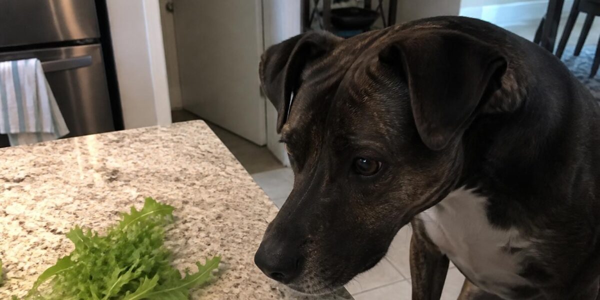 Can Dogs Eat Arugula? Yes — In Moderation