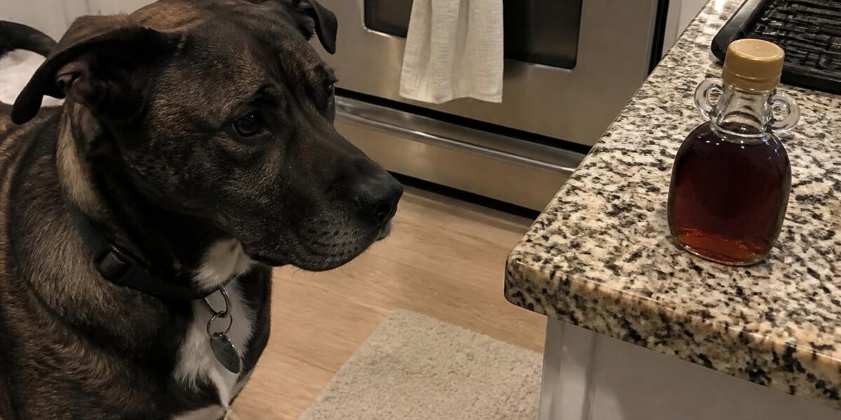 Can Dogs Eat Maple Syrup? Safety Guide and Tips
