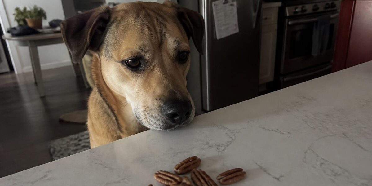 Can Dogs Eat Pecans? Not Recommended