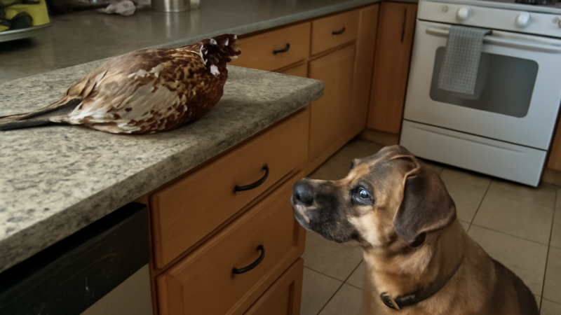 Can Dogs Eat Pheasant? Game Bird Safety Guide