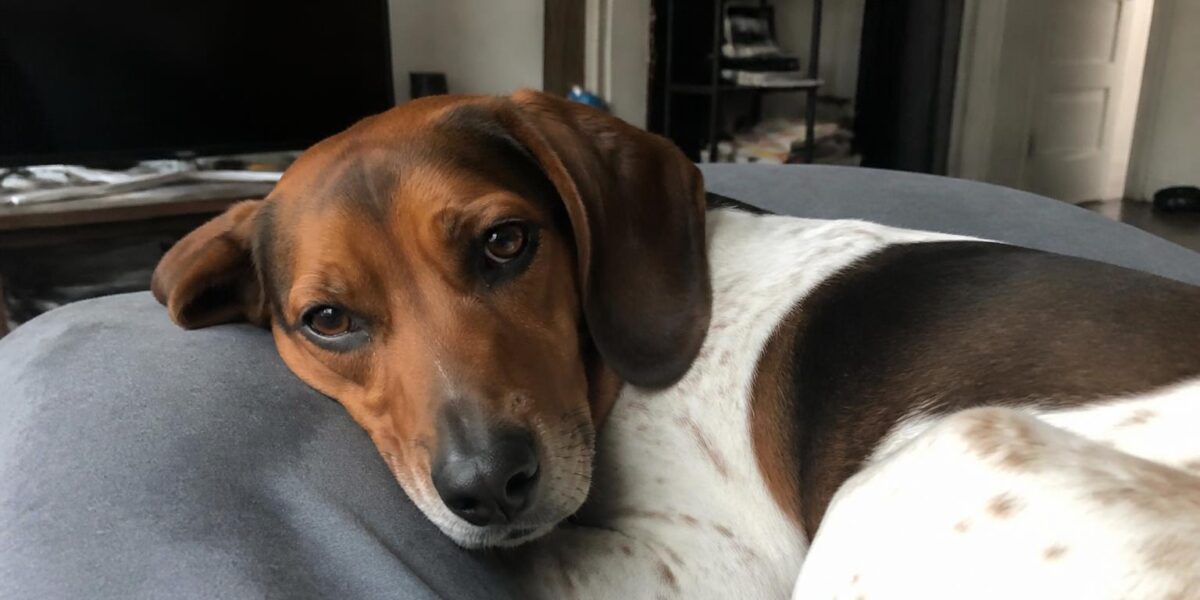 Canine Coronavirus: Symptoms, Diagnosis, and Prevention