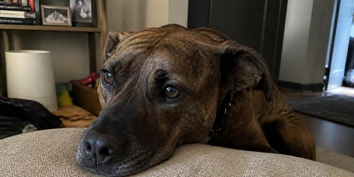 Canine Distemper: Symptoms, Stages, Treatment & Prevention