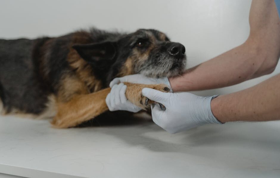 A veterinarian gently holds a dog's paw during a medical check-up, showcasing care and trust.