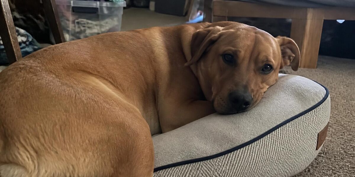 Canine Influenza H3N2: Dog Flu Symptoms and Vaccination