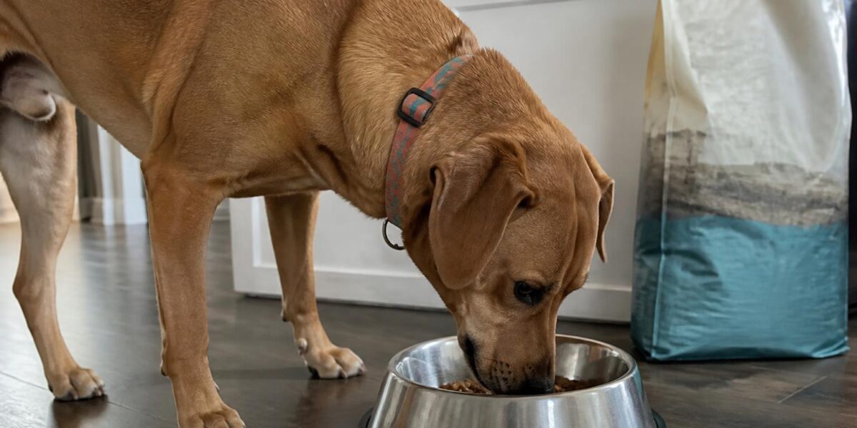 Canine Pancreatitis: Acute vs Chronic Recovery and Dietary M