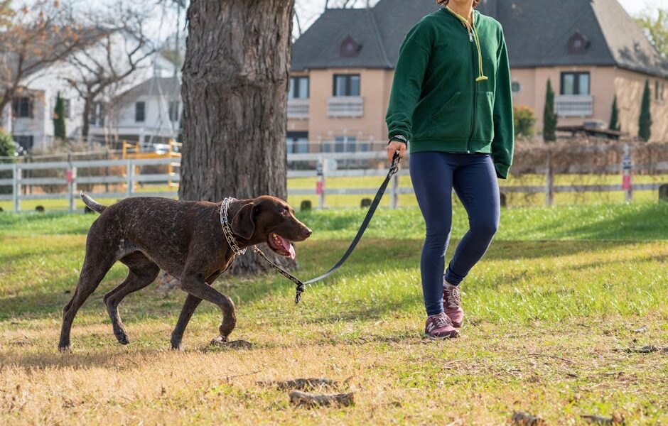 A person walks a German Shorthaired Pointer dog on a leash in a grassy park on a sunny day.