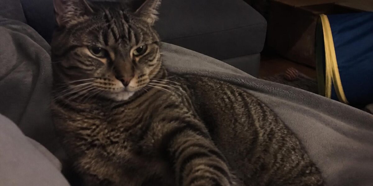 Cat Adolescence Explained: 6 Months to 2 Years
