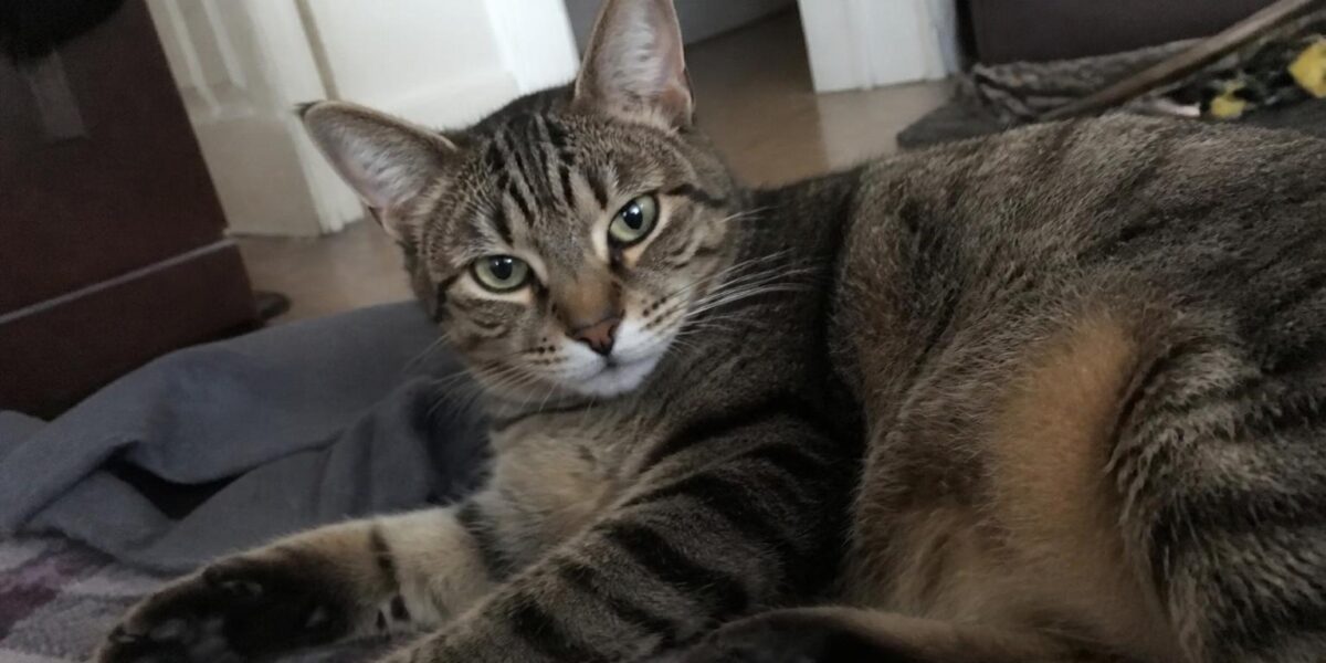 Cat Adoption Checklist: Complete Guide