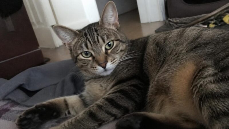 Cat Adoption Checklist: Complete Guide