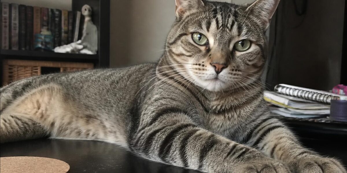 Cat Adoption Checklist: Supplies, Prep & First Week Guide