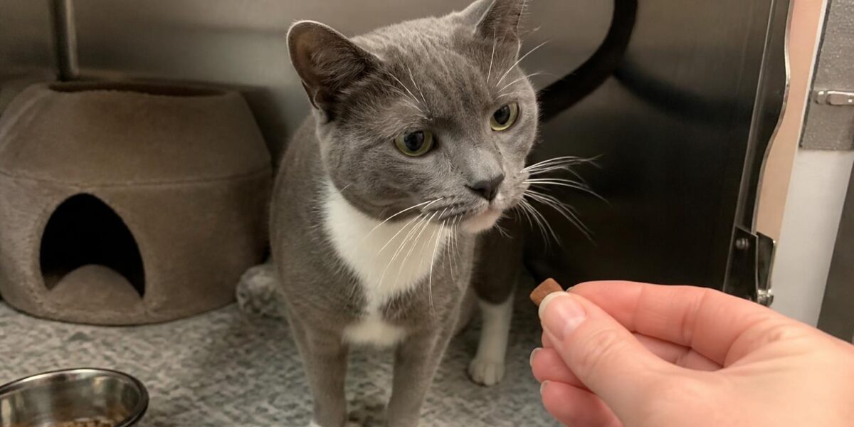 Cat Adoption in Albuquerque, NM: Your Complete Guide