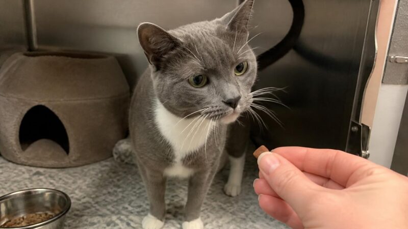 Cat Adoption in Albuquerque, NM: Your Complete Guide