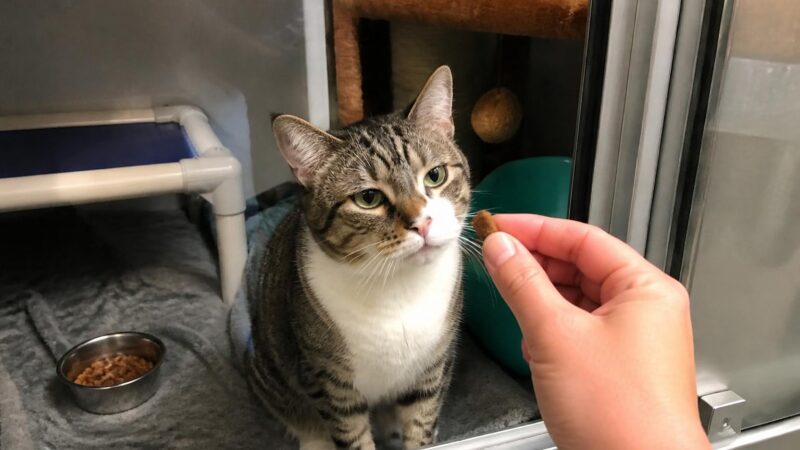 Cat Adoption in Anchorage, AK: Your Complete Guide