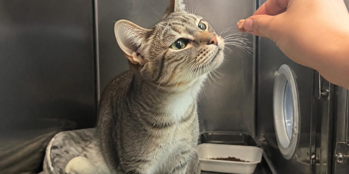 Cat Adoption in Asheville, NC: Your Complete Guide
