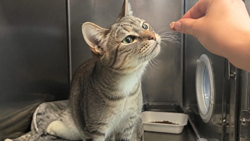 Cat Adoption in Asheville, NC: Your Complete Guide