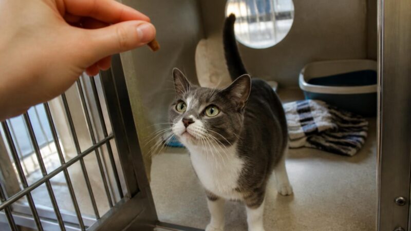 Cat Adoption in Atlanta, GA: Your Complete Guide
