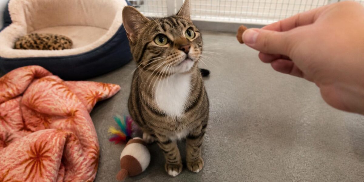 Cat Adoption in Austin, TX: Your Complete Guide