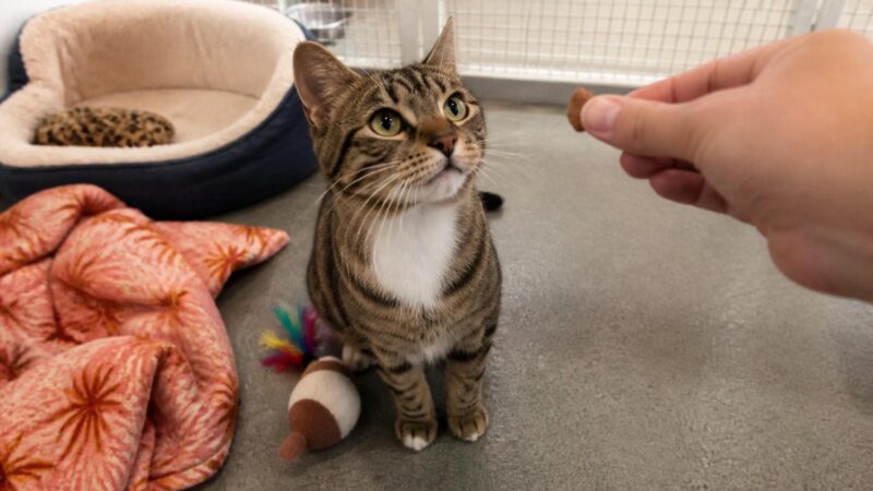 Cat Adoption in Austin, TX: Your Complete Guide