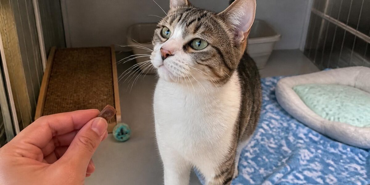 Cat Adoption in Bakersfield, CA: Your Complete Guide