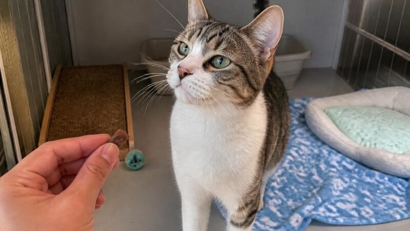 Cat Adoption in Bakersfield, CA: Your Complete Guide