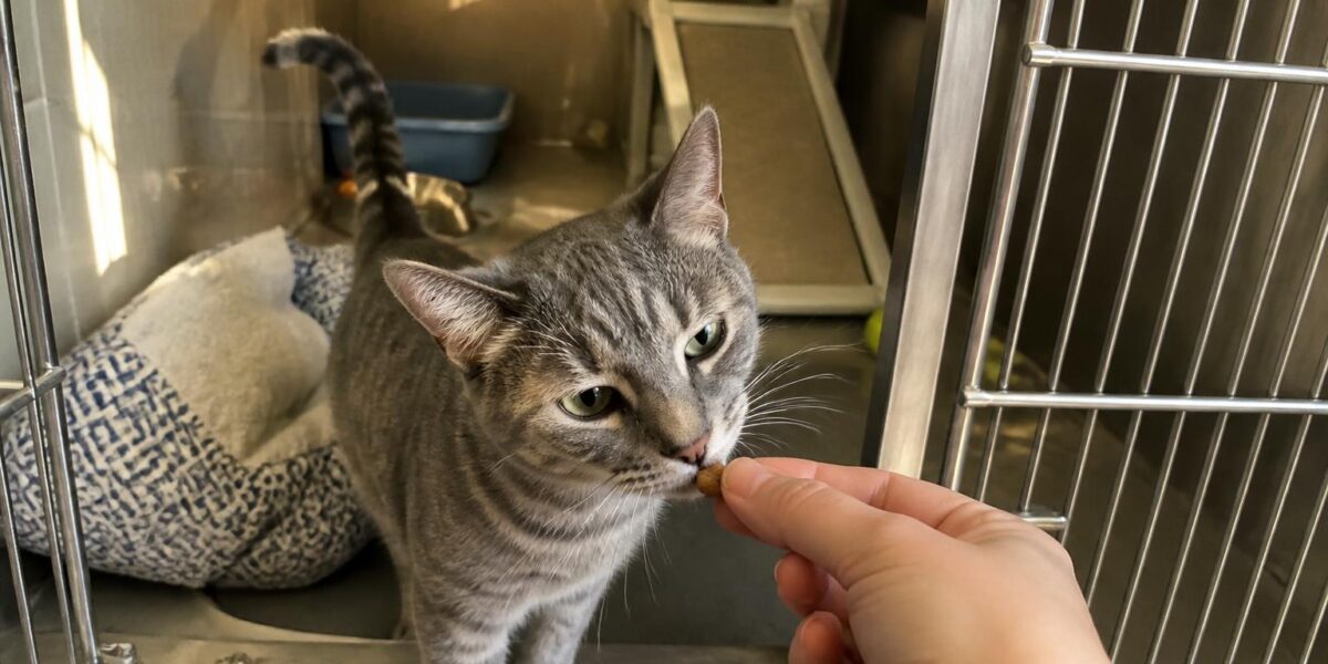 Cat Adoption in Baton Rouge, LA: Your Complete Guide