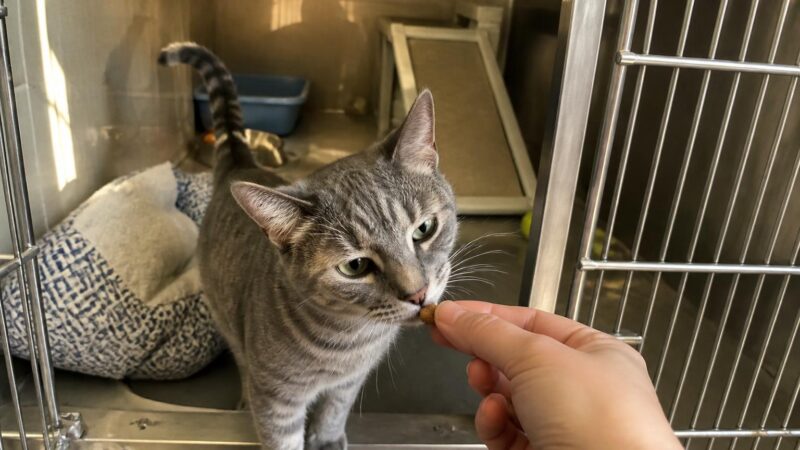 Cat Adoption in Baton Rouge, LA: Your Complete Guide