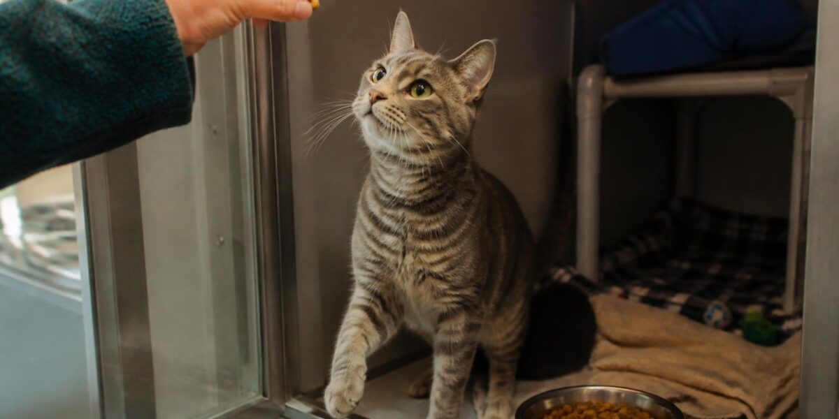 Cat Adoption in Bend, OR: Your Complete Guide