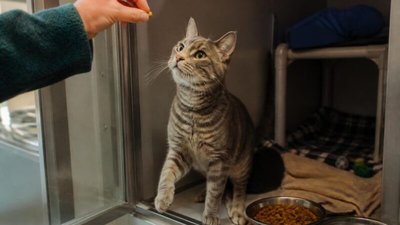 Cat Adoption in Bend, OR: Your Complete Guide