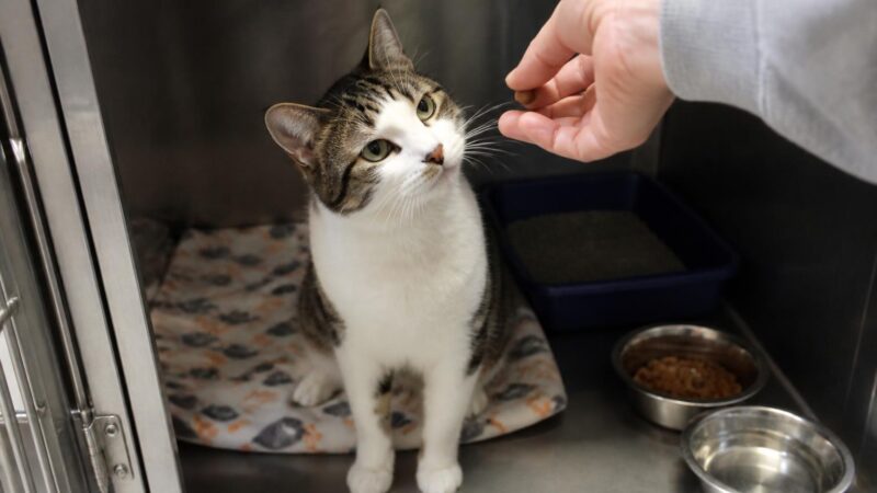 Cat Adoption in Billings, MT: Your Complete Guide