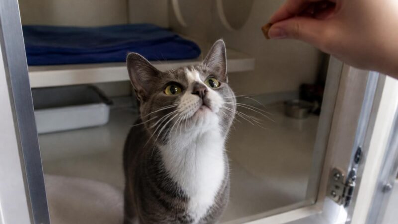 Cat Adoption in Bismarck, ND: Your Complete Guide