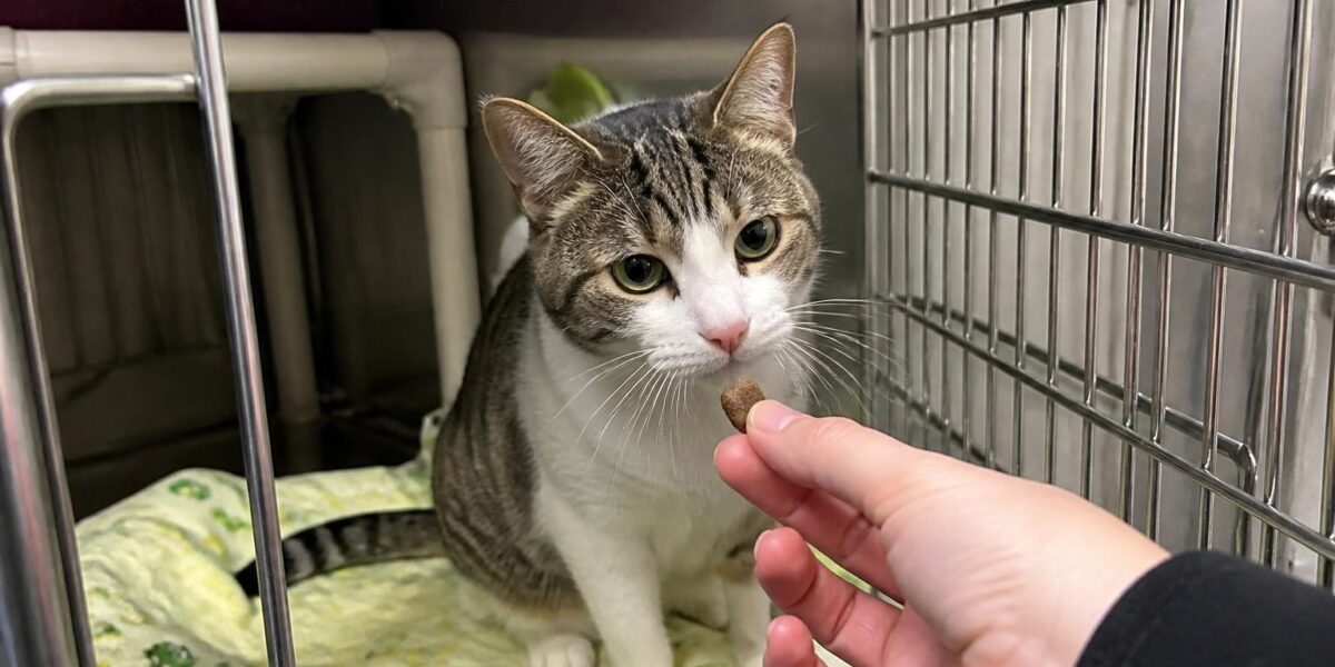 Cat Adoption in Buffalo, NY: Your Complete Guide