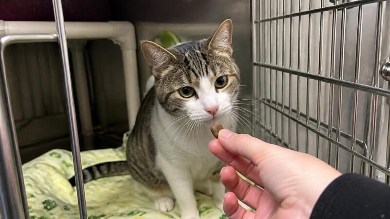 Cat Adoption in Buffalo, NY: Your Complete Guide