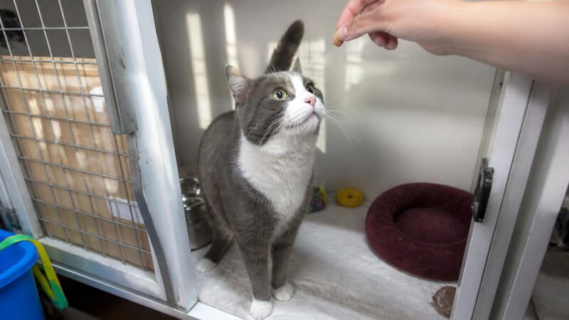 Cat Adoption in Burlington, VT: Your Complete Guide