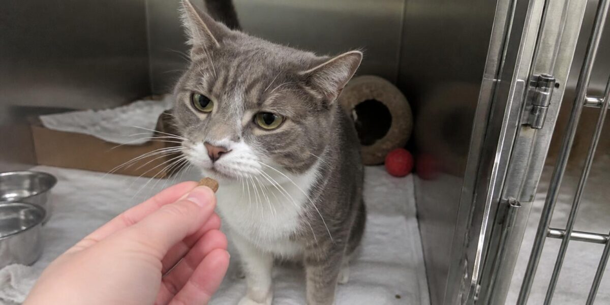 Cat Adoption in Charleston, SC: Your Complete Guide