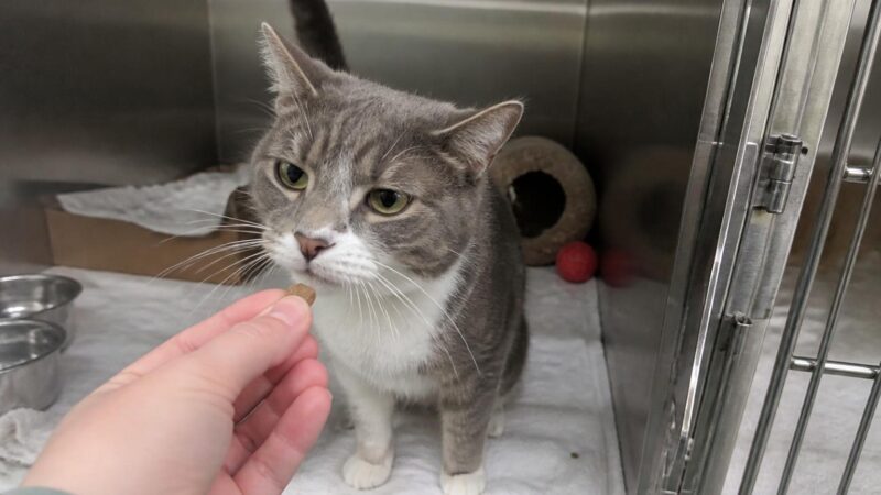 Cat Adoption in Charleston, SC: Your Complete Guide