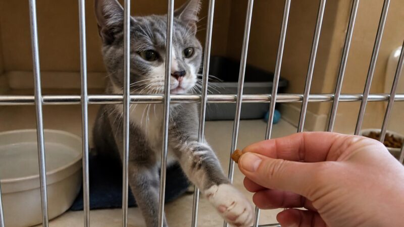 Cat Adoption in Charleston, WV: Your Complete Guide
