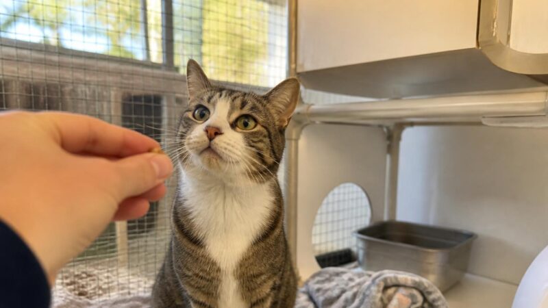 Cat Adoption in Chattanooga, TN: Your Complete Guide