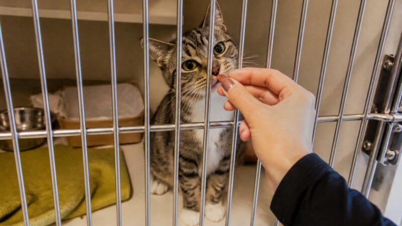 Cat Adoption in Chicago, IL: Your Complete Guide